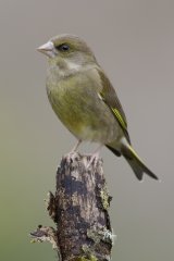 06 Green Finch by Tim Downton