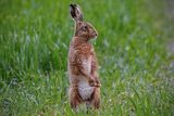 06 Hare on alert by Garry Prescott