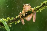 06 Masked frog in the rain by David Cantrille