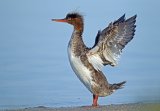 06 Merganser Wing Flap by David Cantrille
