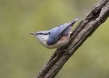 06 Nuthatch by Jane Lee