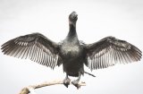 06 Pigmy Cormorant by Frank Schweitzer