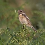 06 Stonechat with Prey by Martin Davenport
