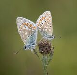 06 Two Common Blue Butterflies - Jenny Warr LRPS