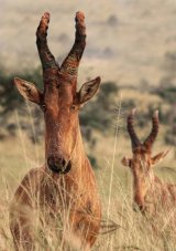 06 Ugandan Hartebeest by Lisa Bukalders LRPS