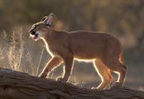 07 Backlit Caracal by Mary Cantrille