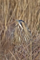 07 Bittern by Tim Downton