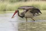 07 Black Stork with Fish by Susan Buckland