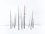07 Bobby Socks Trees by Stephen Lee