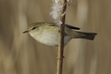 07 Chiffchaff by Tim Downton