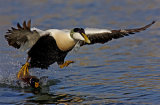 Eider Taking Off by David Cantrille