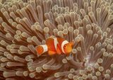 07 False Clown Anemonefish by Spike Piddock