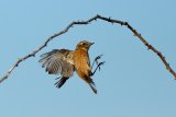 07 Female Stonechat in Flight by Susan Buckland