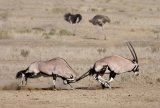 07 Gemsbok by Lisa Bukalders LRPS