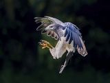 07 Grey Eagle by Martin Davenport