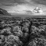 07 Limpets