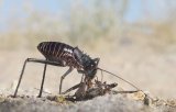 07 Lisa Bukalders Ground Cricket with Cricket Prey