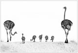 07 Ostrich Family Outing by Lisa Bukalders