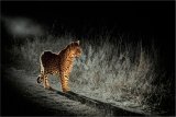 07 Predator in the Headlights by Bob Davies