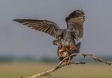 07 Red footed Falcons Mating - Jenny Warr LRPS