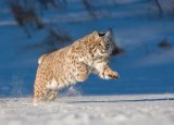 07 Running Bobcat by Valerie Duncan