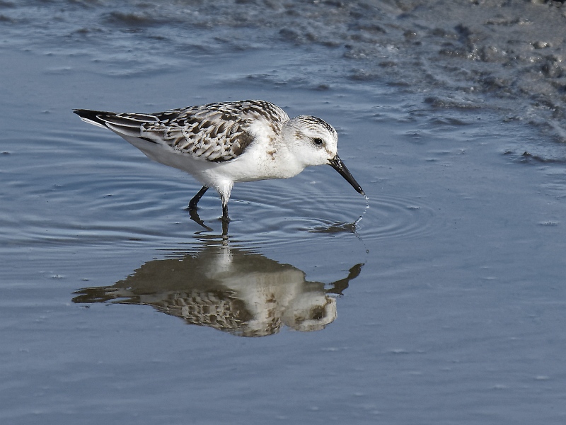 07 Sanderling by Iain Cameron