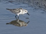 07 Sanderling by Iain Cameron