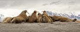 07 Svalbard Walrus Pod by Jane Lee