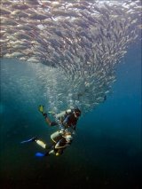 07 Swimming with Jacks by Spike Piddock