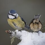 07 Blue Tit observes Coal Tit landing by Jayne Brooks
