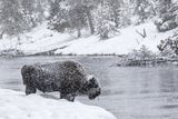 08 Bison in a Snowstorm by Jane Lee