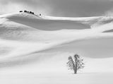 08 Bison on the Ridge by Jane Lee