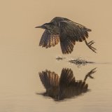 08 Bittern at Sunrise by Tim Downton