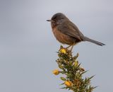 08 Dartford Warbler On Gorse by Stephen Lee