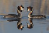 08 Great Crested Grebes Attraction by Tim Downton
