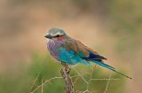 08 Lilac Breasted Roller by Susan Buckland