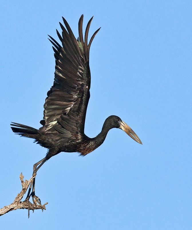 08 Mary Cantrille Black Stork