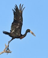 08 Mary Cantrille Black Stork
