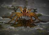 08 Raft Spider by Iain Friend