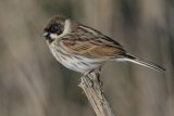 08 Reed Bunting by Tim Downton