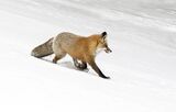 08 Stephen Lee Red Fox running downhill