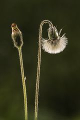 08 Thistle by Annette Beardsley