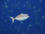 08 Unicornfish with Bannerfish by Spike Piddock