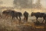 08 Wildebeest in Sunset Shower by Lisa Bukalders LRPS
