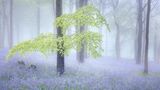 08 Wood beyond the World by Tony Gill
