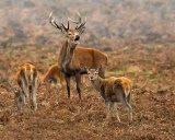 08 Red Stag Roar by Bob Davies