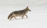 09 Coyote Hunting by Stephen Lee
