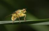 09 Dung Fly on Grass by Martin Davenport