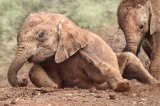 09 Elephant Mudbath by Lisa Bukalders LRPS