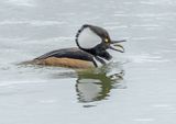 09 Hooded Merganser by Martin Davenport
